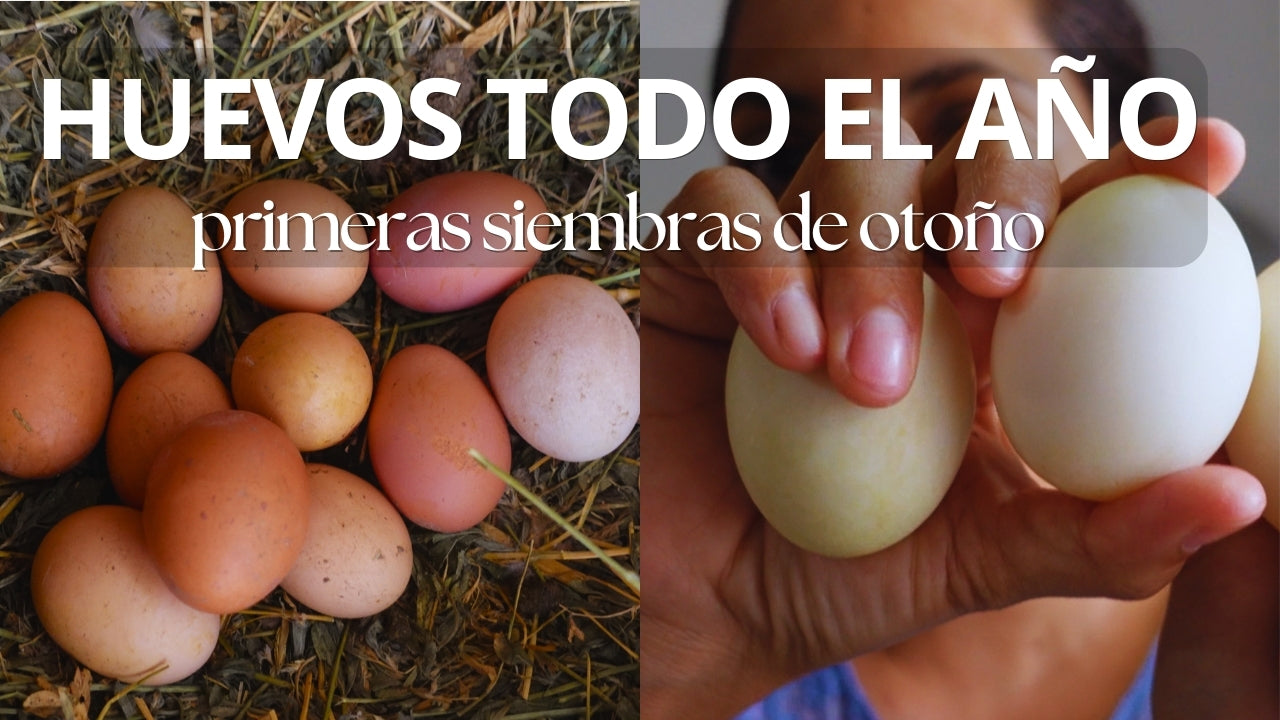 Cargar video: 