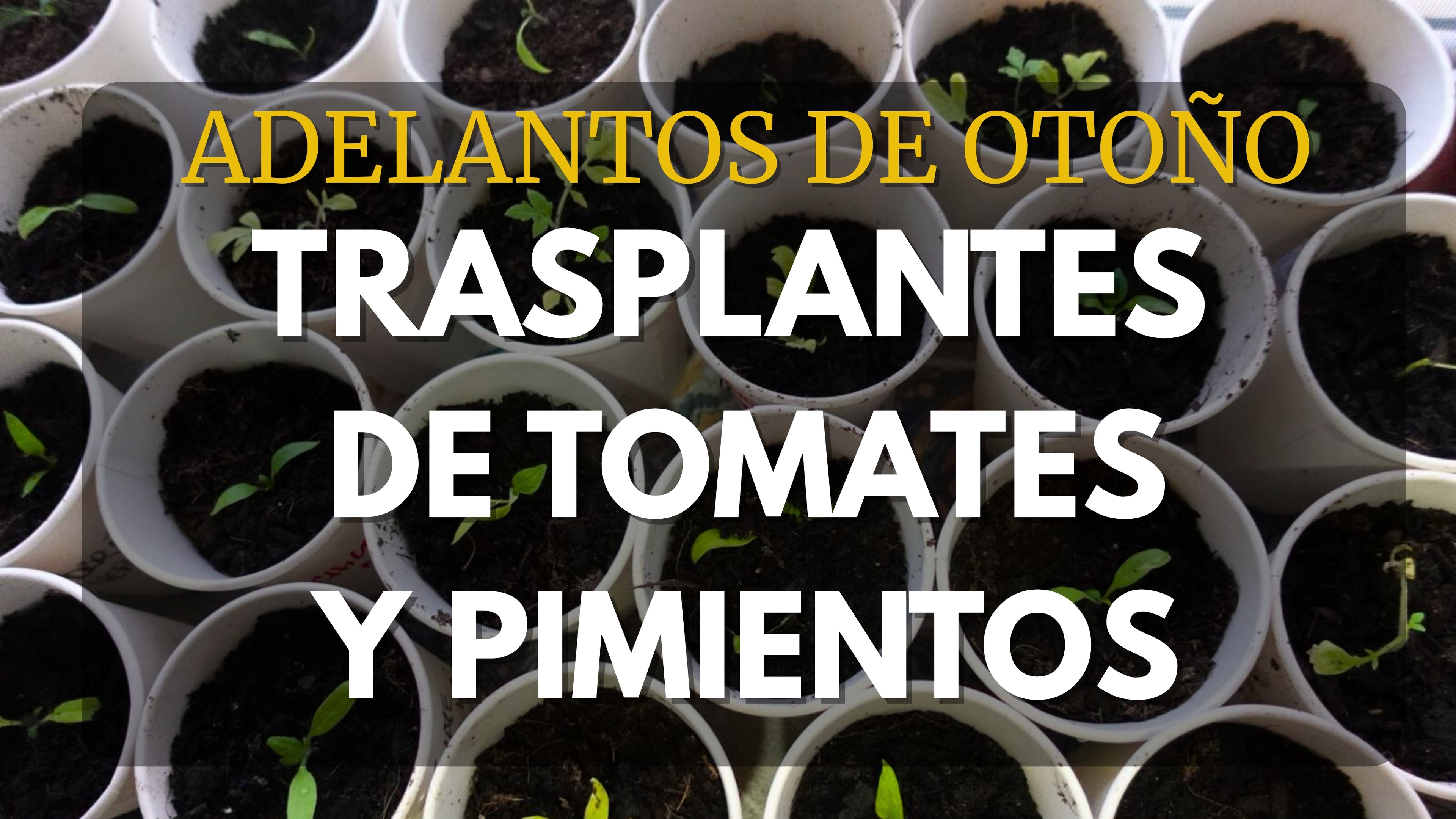 Cargar video: 